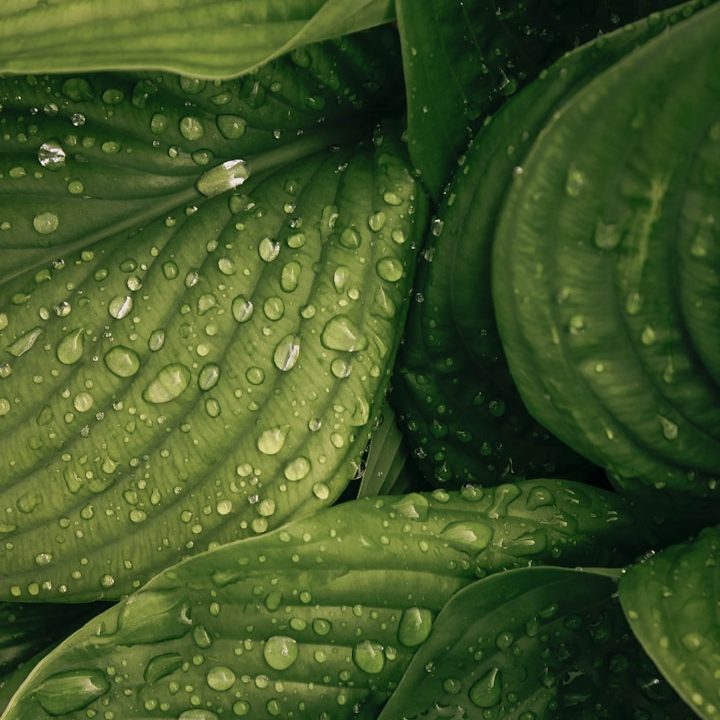 Close-up of green leaves covered with droplets of water.